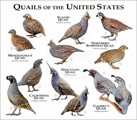 The New World Quail series!!! (Odontophoridae)