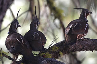 mtn-quail-photo-6.jpg