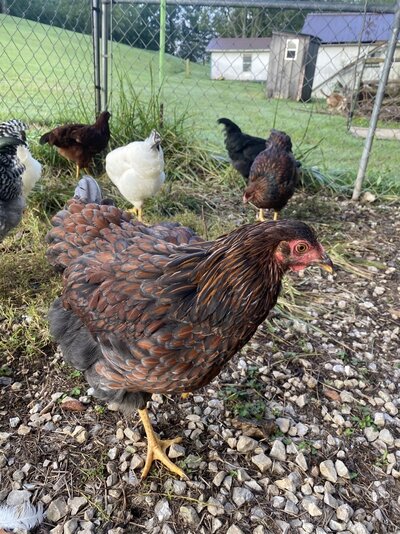 MicrosoftTeams-image (145).jpg