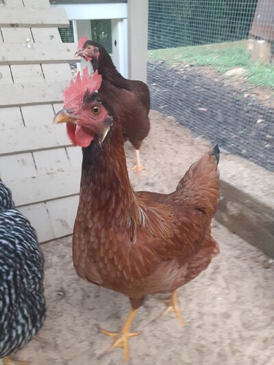 Ducky (8).jpg Ducky (8).jpg