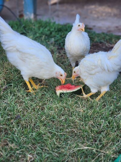 3Chicks.jpg
