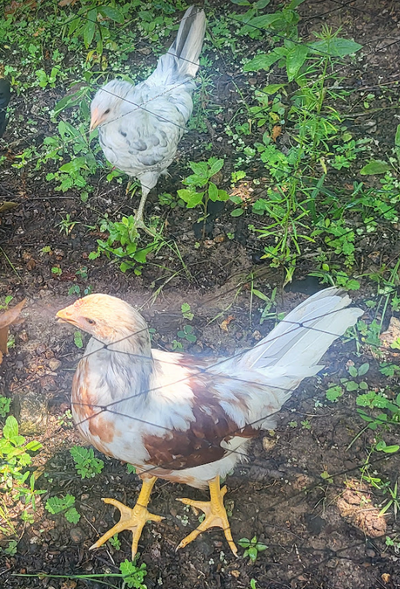 Screenshot 2023-08-08 133041.png