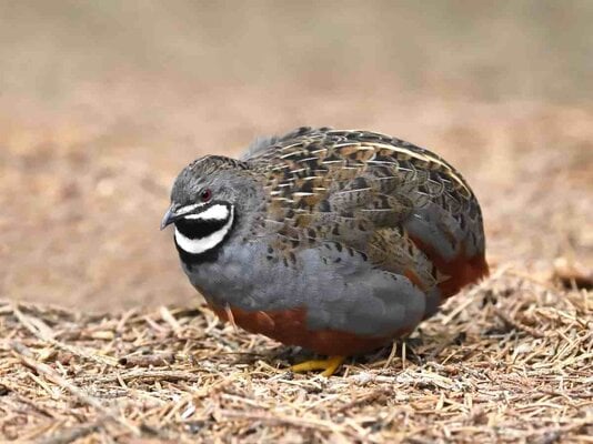 Keeping, Breeding, and Raising Button quail