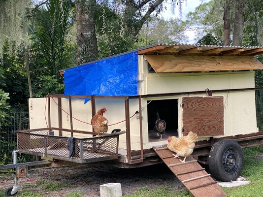 new coop with hens.jpeg