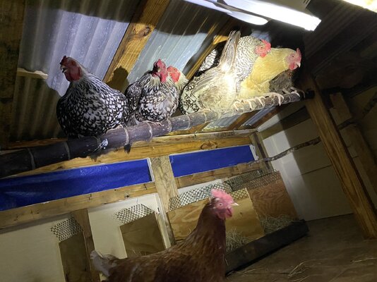 hens on perch.jpeg