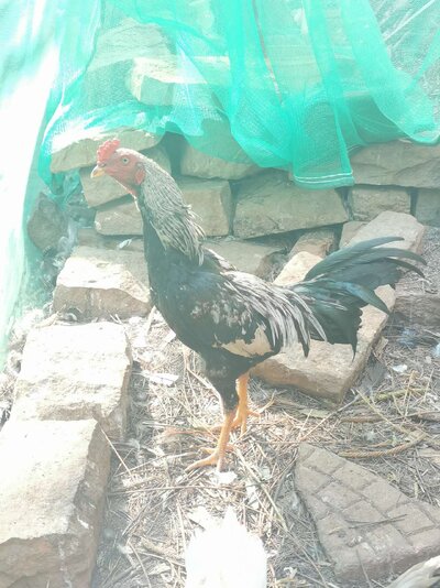 received_153432444311090.jpeg