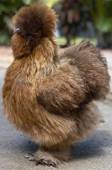 Partridge-silkie-hen-min.jpg