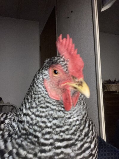IMG_2641.jpeg