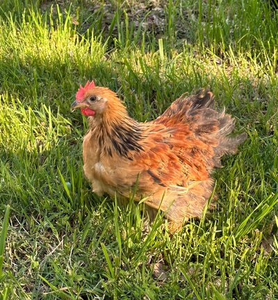 Starlight Chicken.jpeg