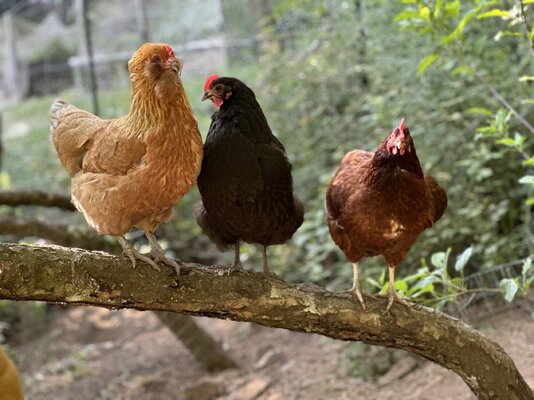 The Ultimate Chicken Care Guide: Caring for Them, Disabled Chickens, Enrichment and More
