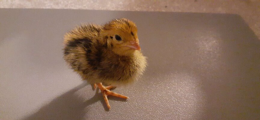possible wild 6th sept hatch.jpg