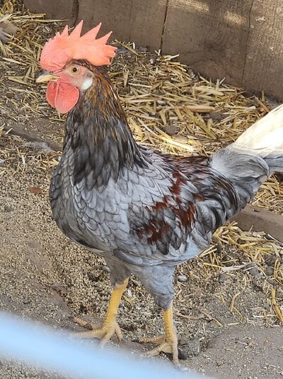 Blue Breasted brown leghorn | Page 2 | BackYard Chickens - Learn How to ...