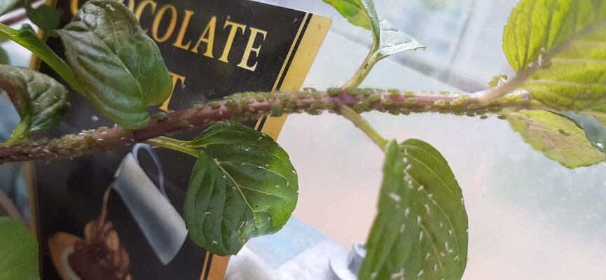 Aphids rolling.jpg