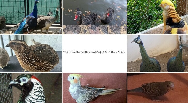 The Ultimate Poultry and Caged Bird Care Guide: Housing, Farming, Species, Enrichment and More