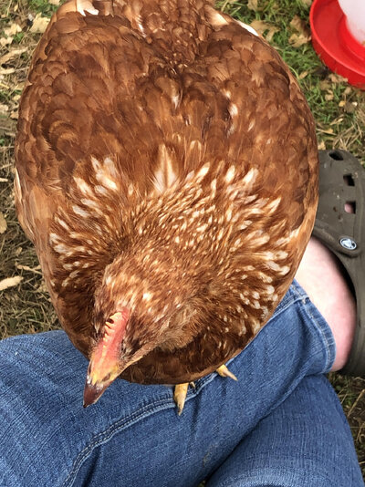 Chicken on me!.jpeg