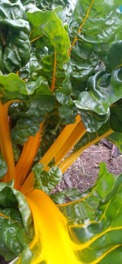 Rainbow Silverbeet or Chard Yellow.jpg