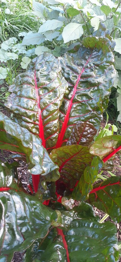 Rainbow Silverbeet or Chard Red.jpg