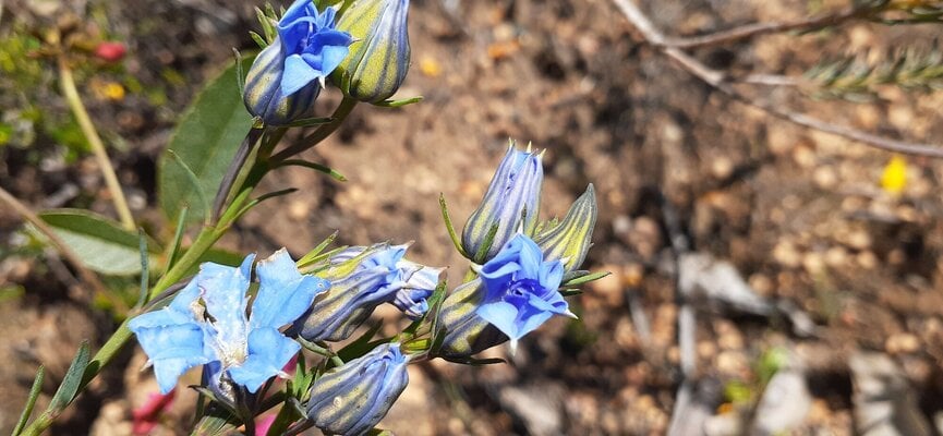blue wildflower.jpg