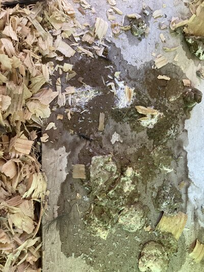 IMG_0946.jpeg