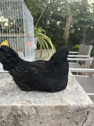 IMG_2617.jpeg