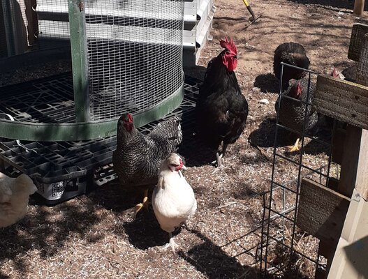 Diesel and the Ladies.jpg