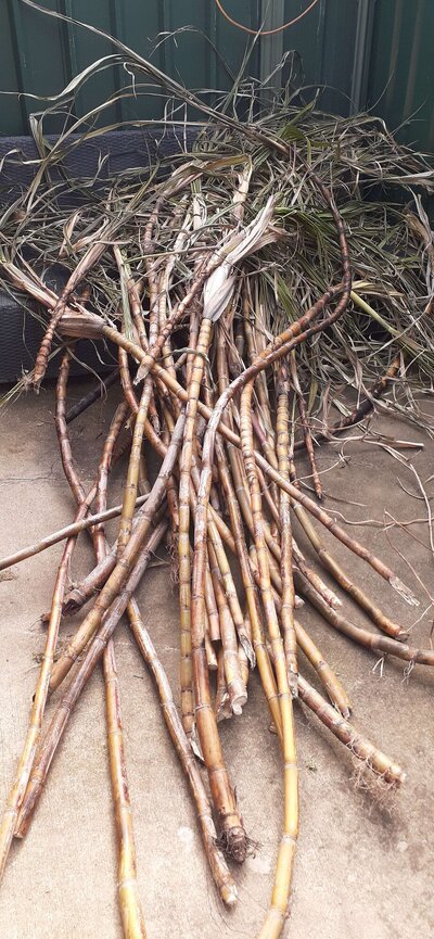 free sugar cane.jpg