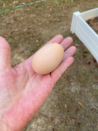 First egg - Sally.jpg