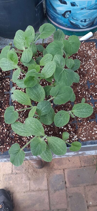 veggies 4.jpg