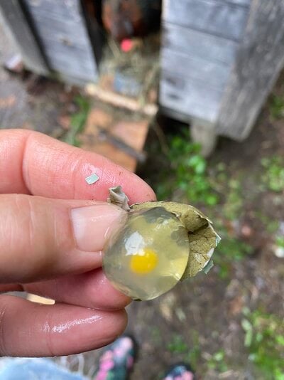 tiny egg open.jpeg