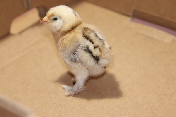 chick_0042.JPG