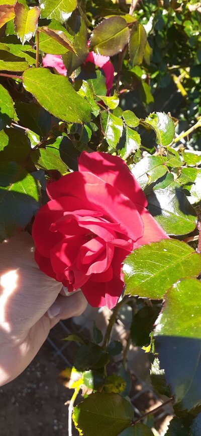 Red Rose.jpg