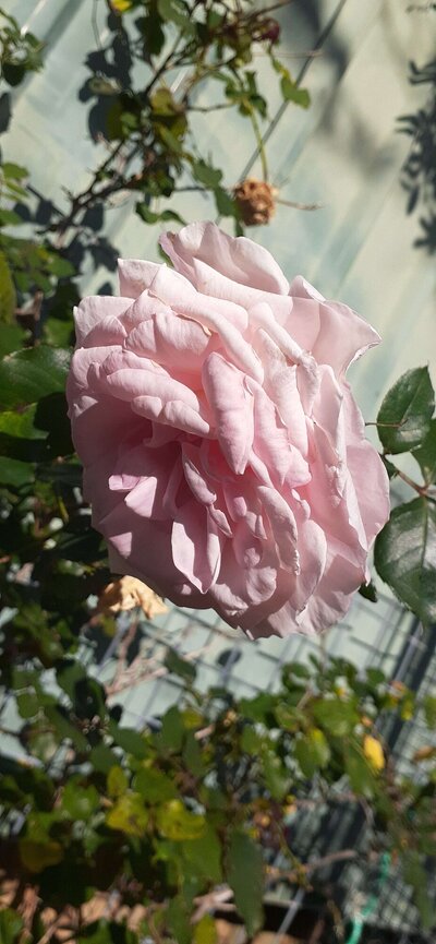 Pink Rose.jpg