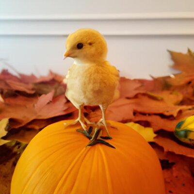 A realistic picture of a chick sitting on a pumpkin with fall leaves around it (1).jpg