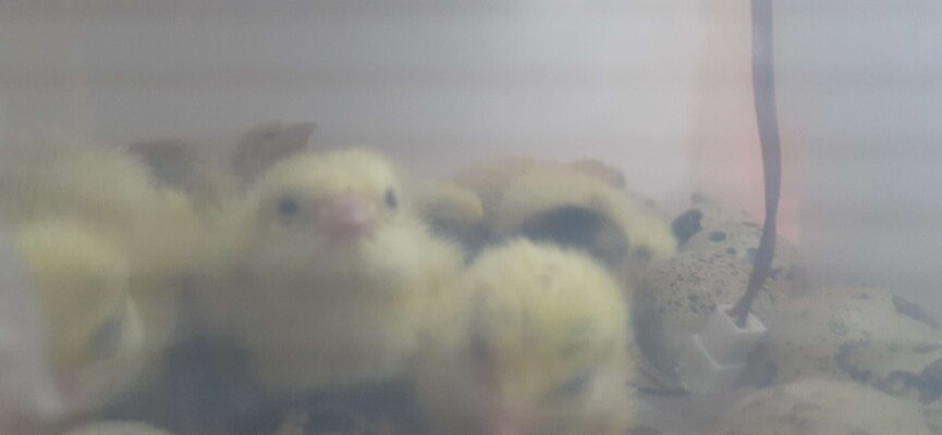 2nd hatch day 2.jpg