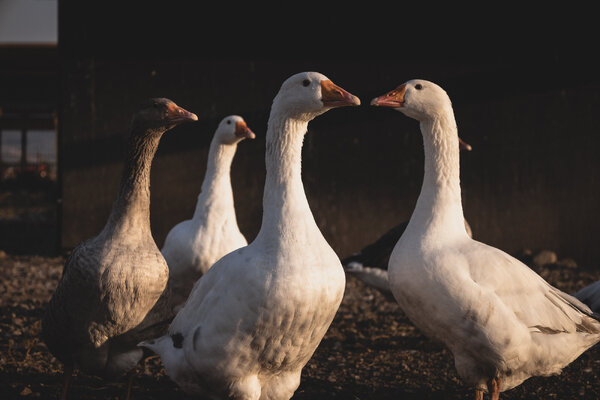 F145A060-A65B-49AF-BDC4-8E89EF47BCF3.jpeg