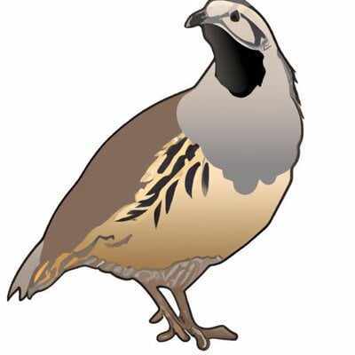 Cartoon style coturnix quail (1).jpg