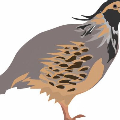 Cartoon style coturnix quail (2).jpg