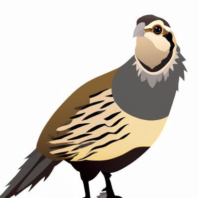 Cartoon style coturnix quail (4).jpg