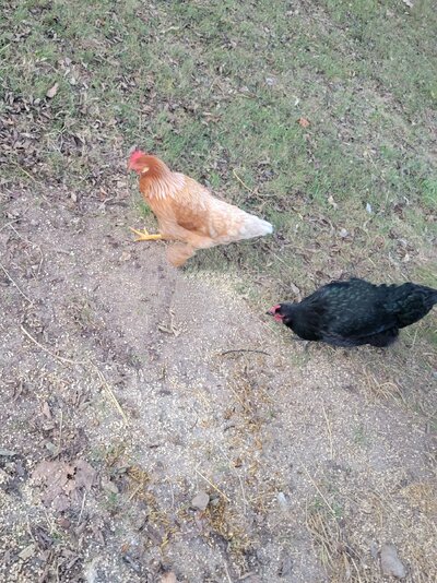 # 4 chickens.jpg