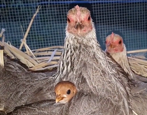 Screenshot (1274).png