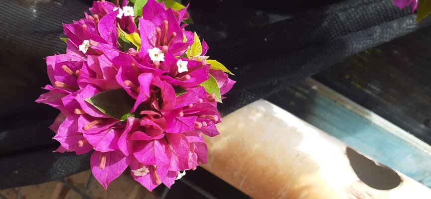 Pink flower.jpg