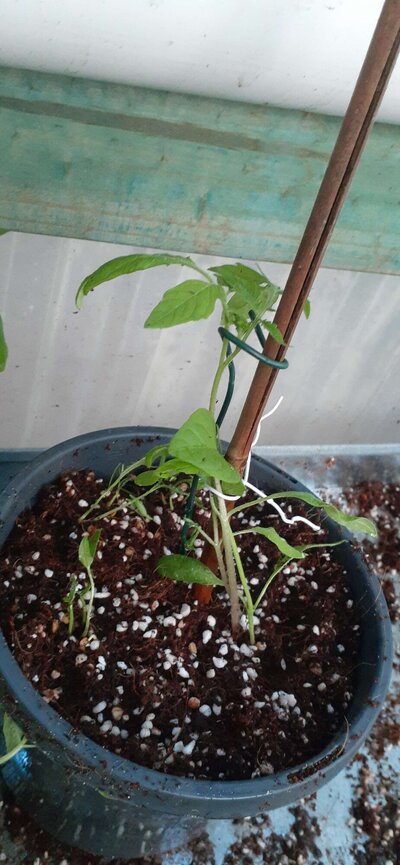 Chilli Tomato pot....jpg
