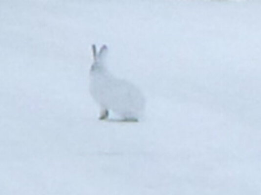Find the rabbit.JPG