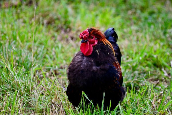 derbyshire-redcap-rooster.jpg