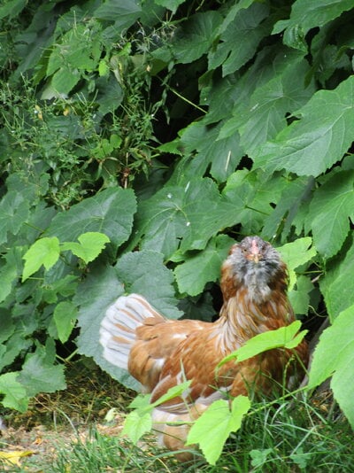 How to Train Your Chicken for Showmanship