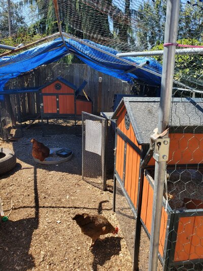 7.31.23 chicken coops.jpg