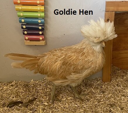 Goldie Hen 1.jpg
