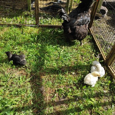2023-10-13 Chicks sunbathing.jpg