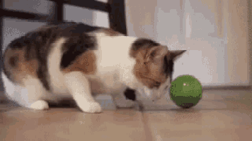 tmp.gif
