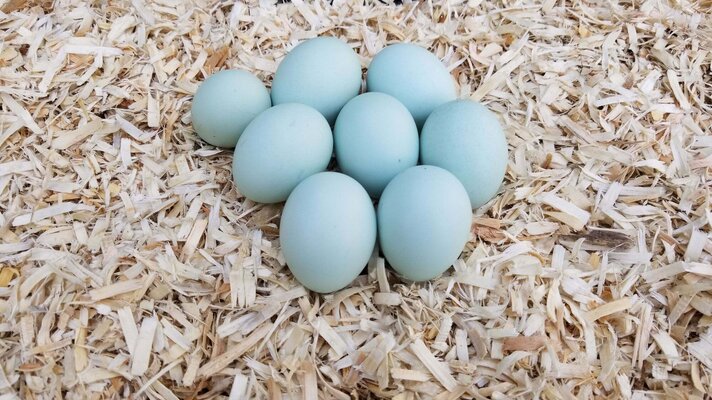 Ameraucana Eggs.jpeg